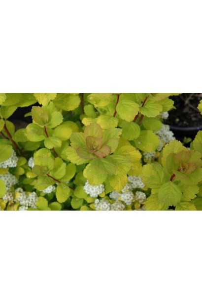 Листя спіреї Тор Голд змінює кольори.