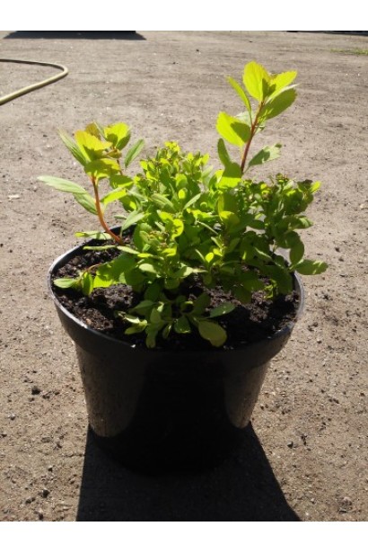 Спірея березолиста Тор Голд в контейнері