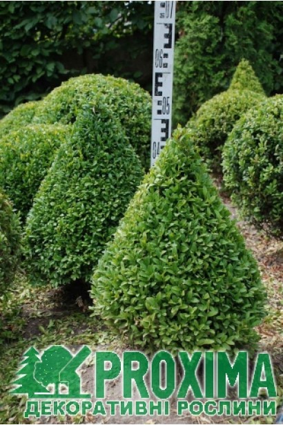 Самшит вечнозеленый Топиар (Конус) – геометрический акцент