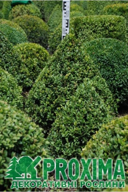 Топиар (Конус) – декоративная форма самшита.