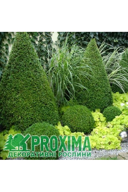 Самшит Топиар – идеальный для формирования