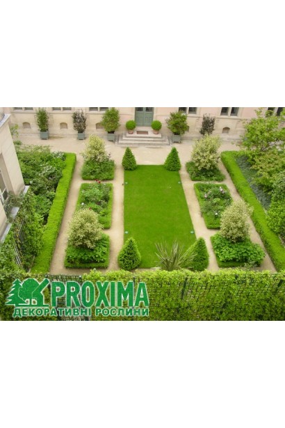 Вечнозеленый Топиар (Конус) – куст для патио.