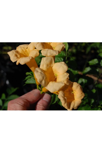 Кампсис ползучий Флава