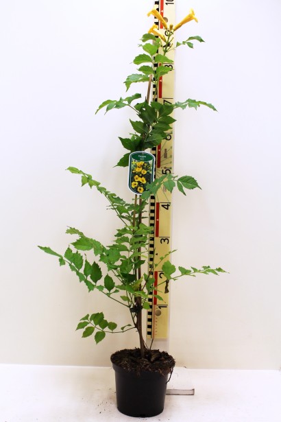 Кампсис укоренительный Флава саженец в горшке