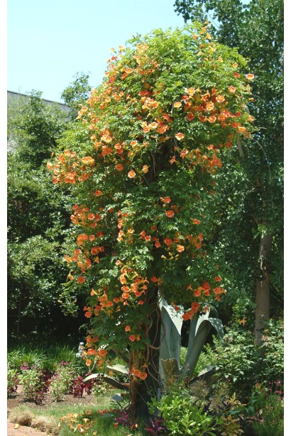 Кампсис укореняющийся Флава