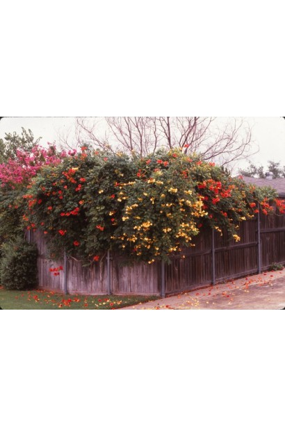 Campsis radicans Flava