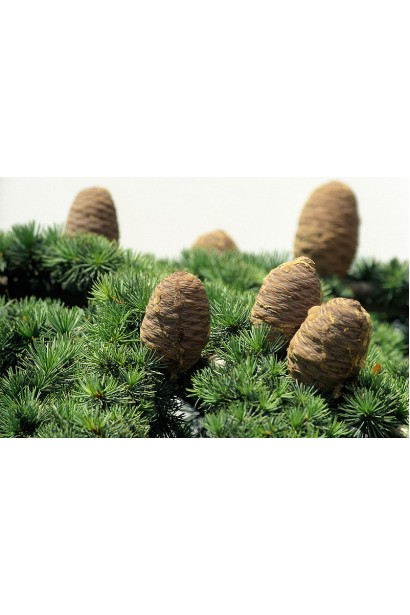 Кедр Атлантика бочкообразные шишки