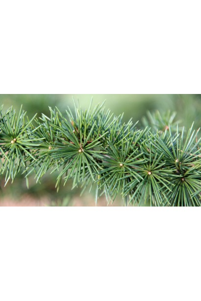 Кедр ливанский Атлантика серо-зеленая хвоя