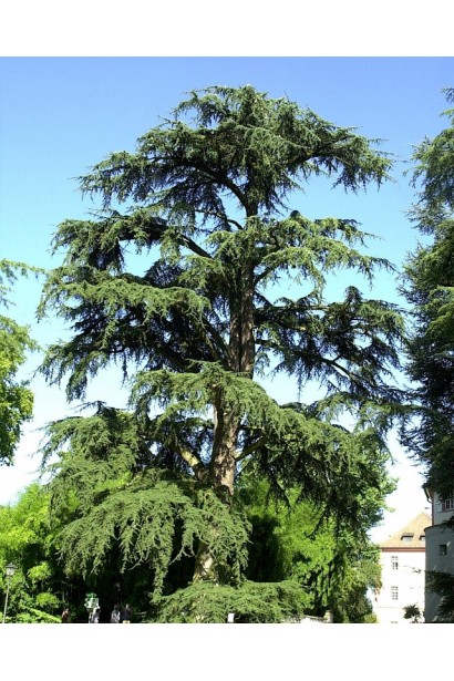 Кедр ливанский Атлантика