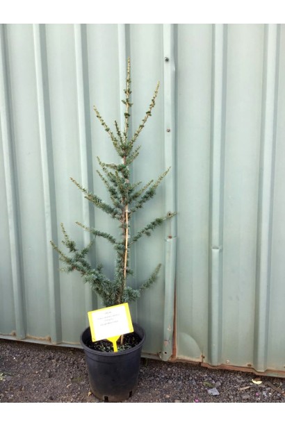 Кедр ливанский Атлантика саженец в контейнере 3 л