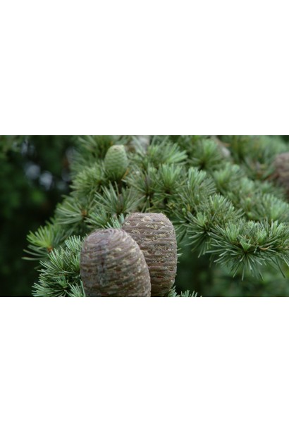 Cedrus libani Atlantica