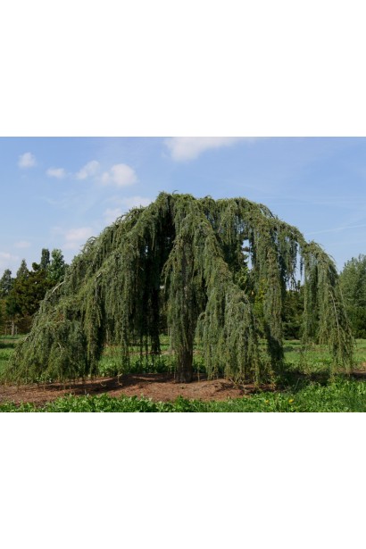 Кедр ліванський Атлантика Пендула