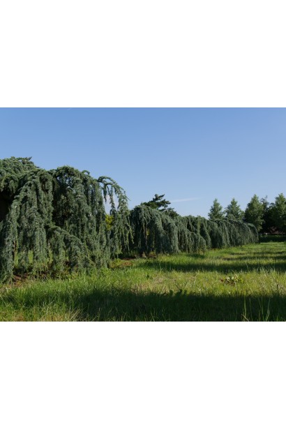 Cedrus libani Atlantica Pendula