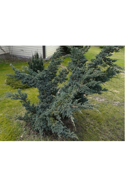 Можжевельник чешуйчатый Мейери