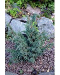 Ялівець лускатий Меєрі | Можжевельник чешуйчатый Мейери | Juniperus squamata Meyeri