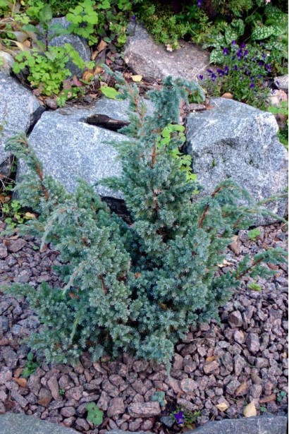 Можжевельник чешуйчатый Мейери