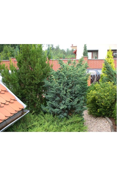 Можжевельник чешуйчатый Мейери в ландшафте