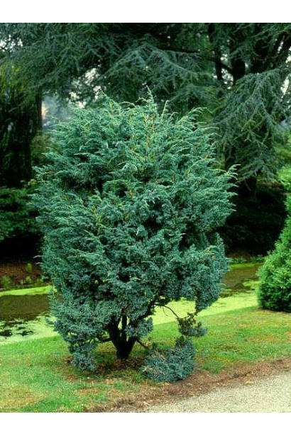 Можжевельник чешуйчатый Мейери в ландшафте