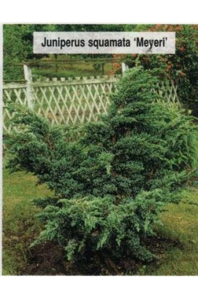 Можжевельник чешуйчатый Мейери