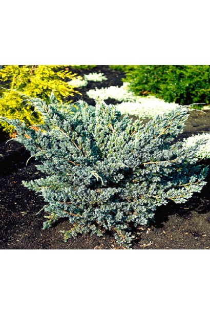 Можжевельник чешуйчатый Мейери