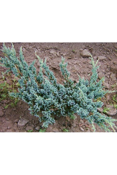 Можжевельник чешуйчатый Мейери