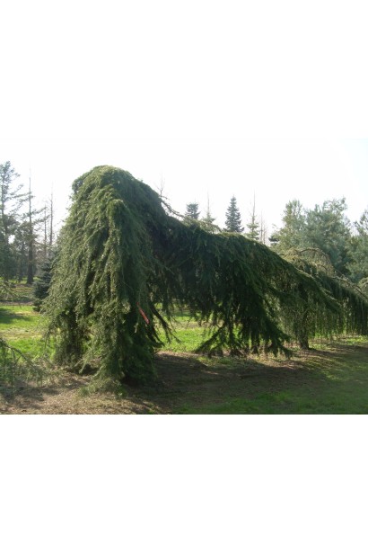 Кедр ливанский Пендула