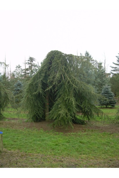 Cedrus libani Pendula