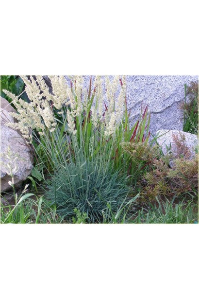 Келерія сиза багаторічний злак