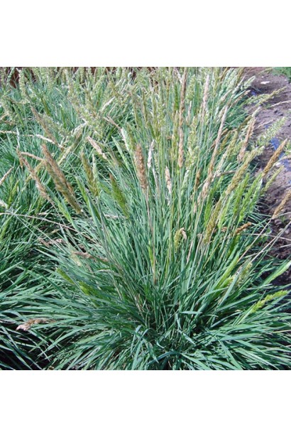 Келерія блакитна