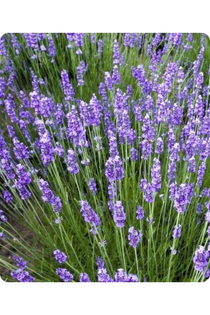 Лаванда вузьколиста Дарк Хідкот Блю