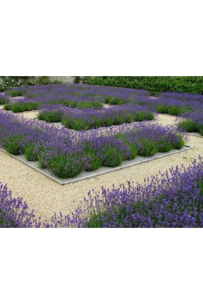 Лаванда колосиста Дарк Хідкот Блю в ландшафтному дизайні