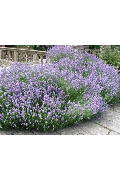 Lavandula angustifolia Dark Hidcote Blue