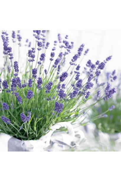 Лаванда синя Дарк Хідкот Блю