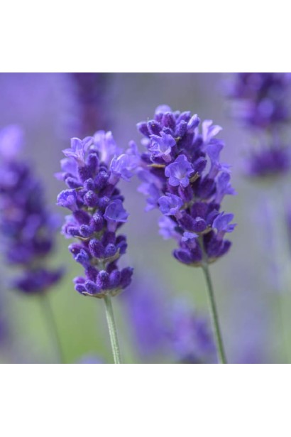 Лаванда Дарк Хідкот Блю сині колосоподібні суцвіття