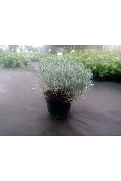 Лаванда вузьколиста Дарк Хідкот Блю в контейнері 3 л