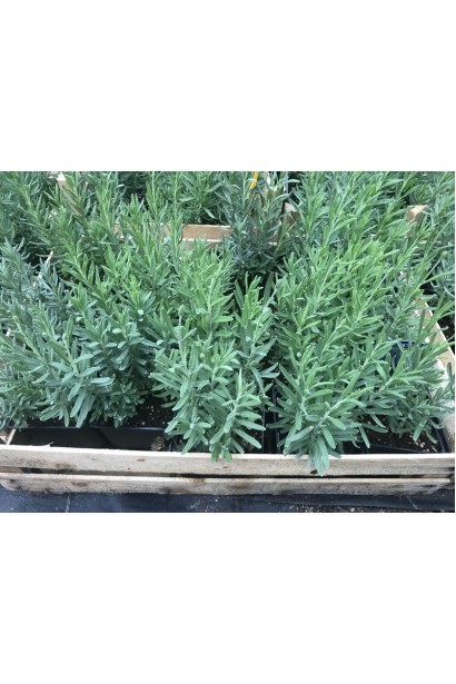 Лаванда Дарк Хідкот Блю вузьке сіро-зелене листя