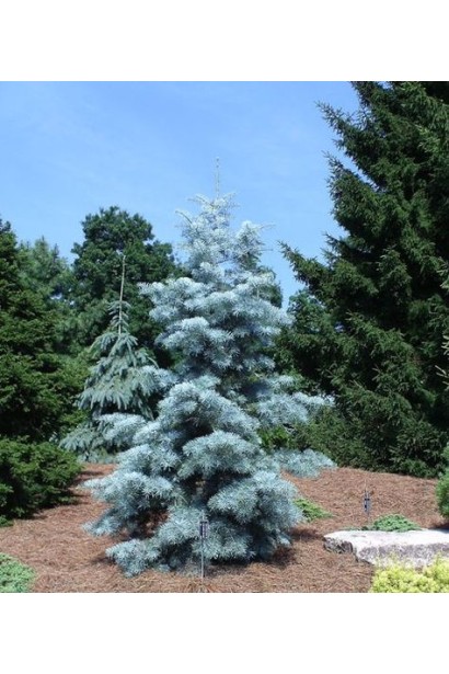 Ялиця одноколірна Сільвер Блю: сорт із сріблясто-блакитною густою хвоєю.