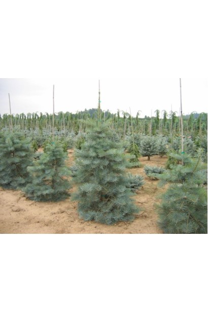 Великі Саджанці ялиці Сільвер Блю: популярний вибір для ландшафтного дизайну.