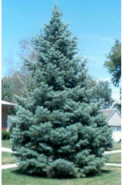 Доросле дерево Сільвер Блю: потужне, із вражаючою густою блакитною кроною.