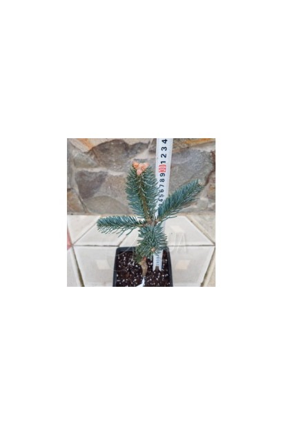 Саджанець ялиці Сільвер Блю с3, горщик 0,5л