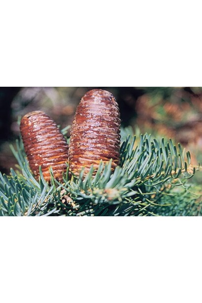 Шишки ялиці Сільвер Блю: великі, декоративні, фіолетово-коричневого відтінку.