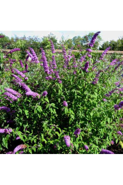 Будлея  Border Beauty фіолетова