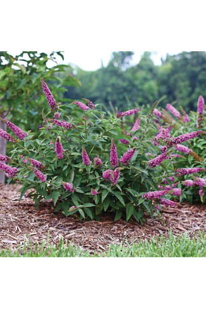 Будлея давида Бордер Б’юті  в ландшафті