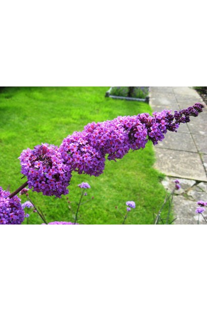 Будлея давида Бордер Б’юті 