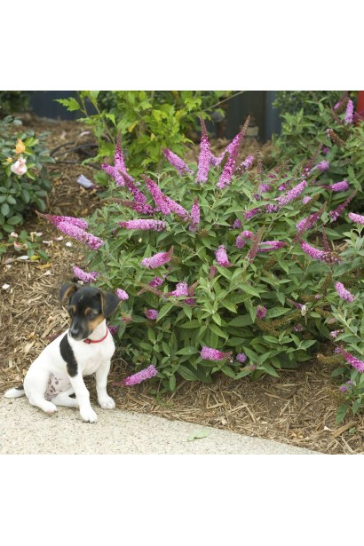  Buddleja davidii Border Beauty