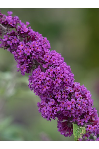 Будлея давида Бордер Б’юті колоновидні суцвіття 