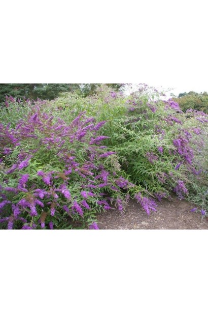 Будлея давида Бордер Б’юті розлогий кущ