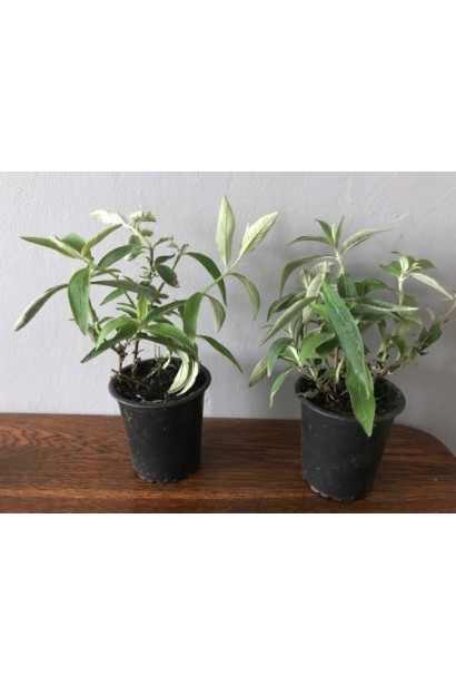 Будлея Давида Бордер Бьюти в контейнере Р9