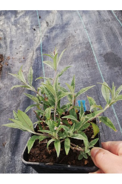 Будлея давида Бордер Б’юті в контейнері Р9