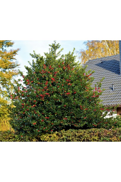 Падуб гостролистий Аляска — вічнозелений чагарник із густим колючим листям